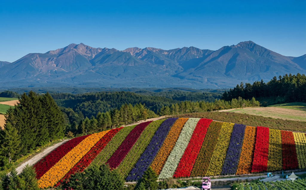 Furano & Biei Scenic Day Tour from Sapporo | Blue Pond & Flower Fields