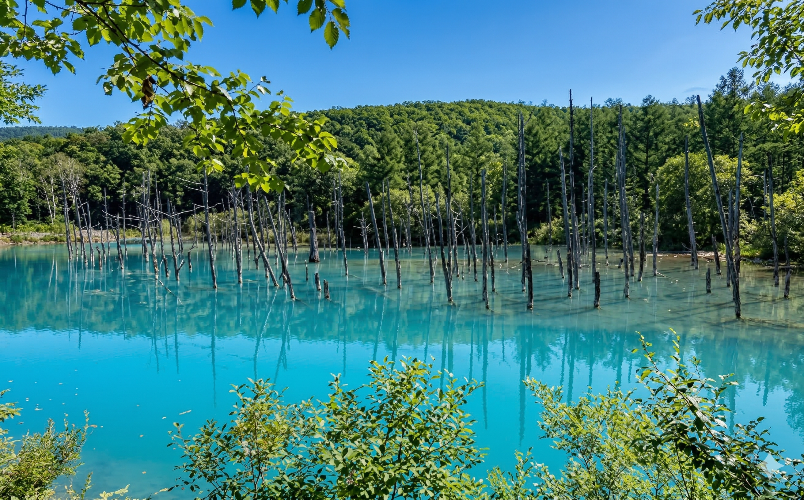 Furano & Biei Scenic Day Tour from Sapporo | Blue Pond & Flower Fields