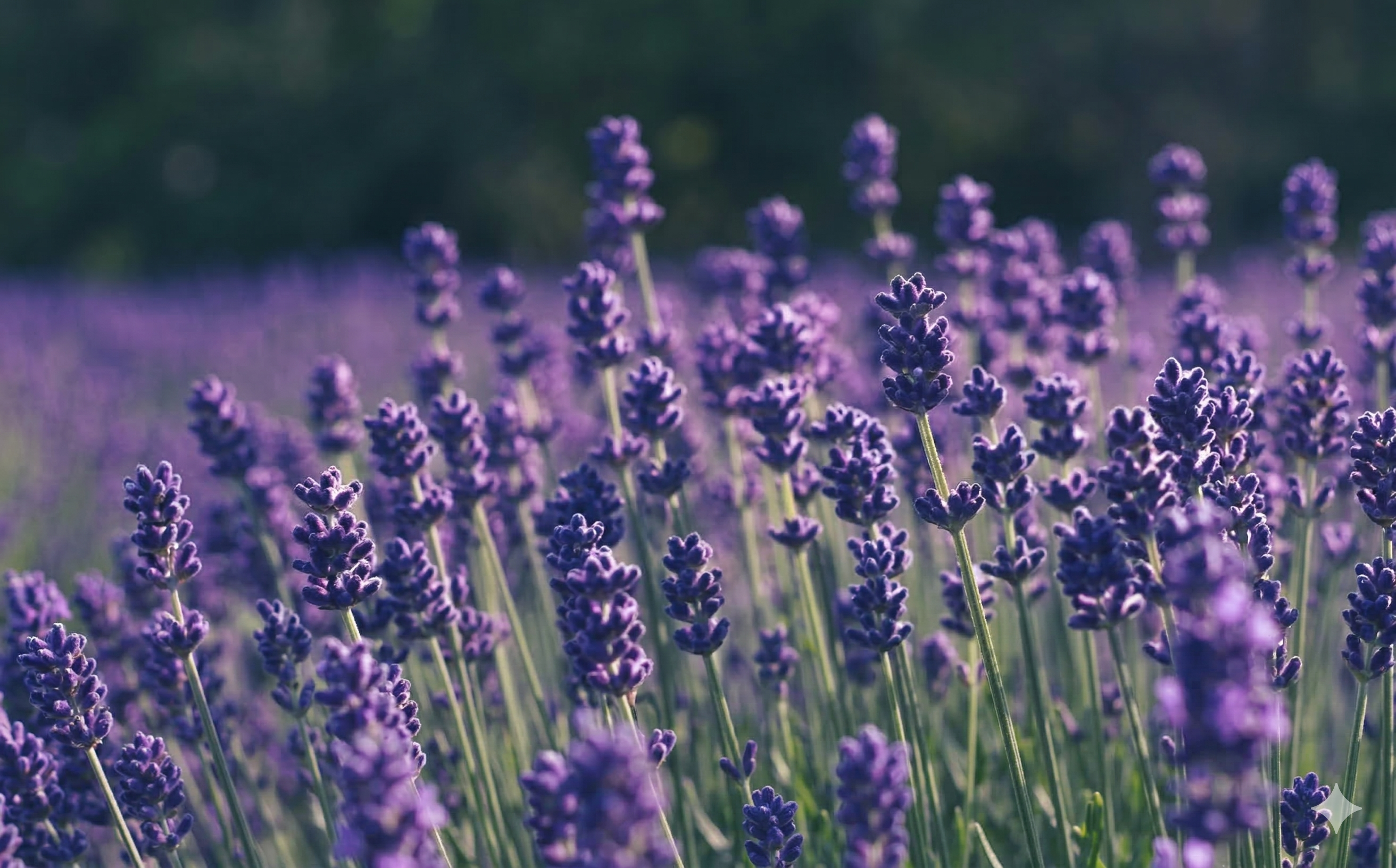 Furano & Biei Scenic Day Tour from Sapporo | Blue Pond & Flower Fields